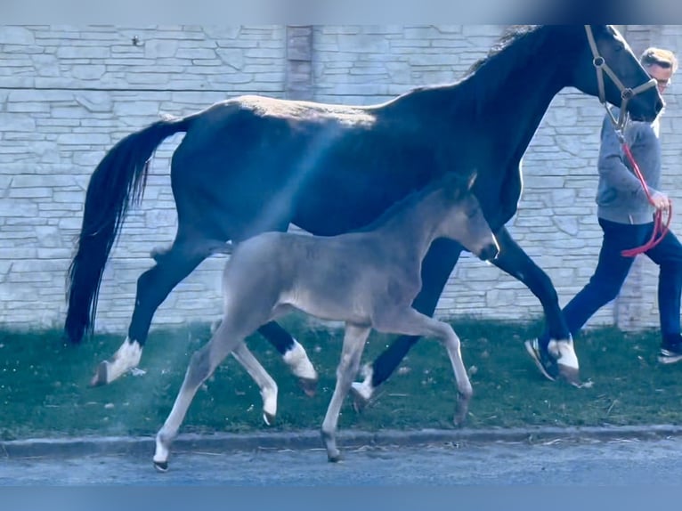 Oldenburg Mare  16,2 hh Black in Waddekath