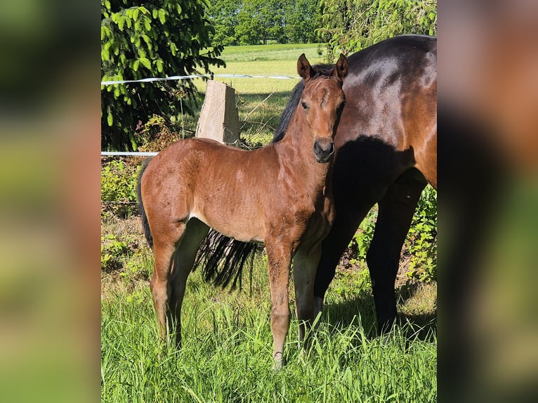 Oldenburg Mare  16,2 hh Brown in Westerstede