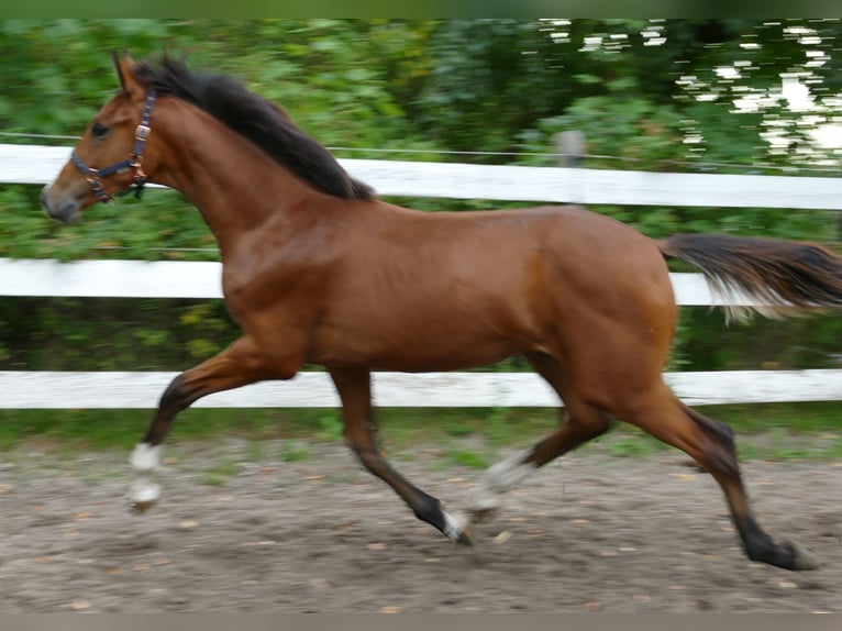 Oldenburg Mare Foal (02/2025) 16,2 hh Brown in Greifenstein