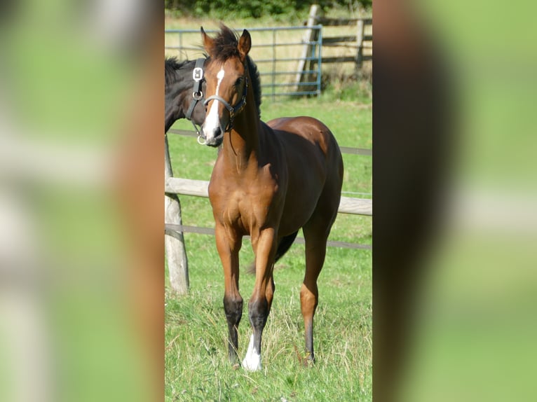 Oldenburg Mare Foal (02/2025) 16,2 hh Brown in Greifenstein