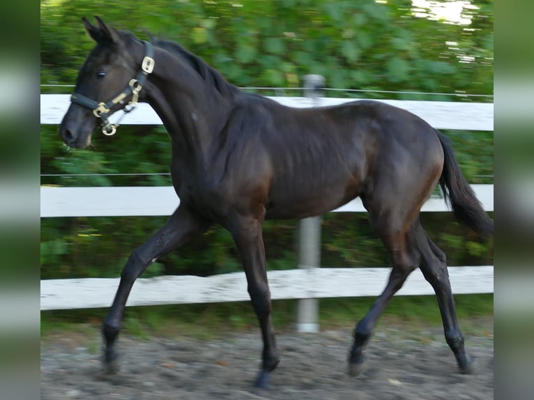 Oldenburg Mare Foal (02/2025) 16,2 hh Brown in Greifenstein