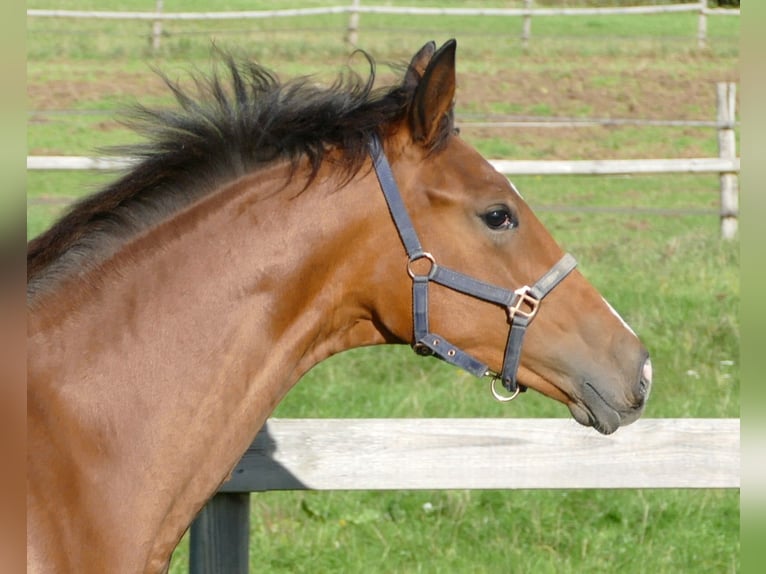 Oldenburg Mare Foal (02/2025) 16,2 hh Brown in Greifenstein