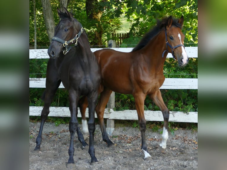 Oldenburg Mare Foal (02/2025) 16,2 hh Brown in Greifenstein