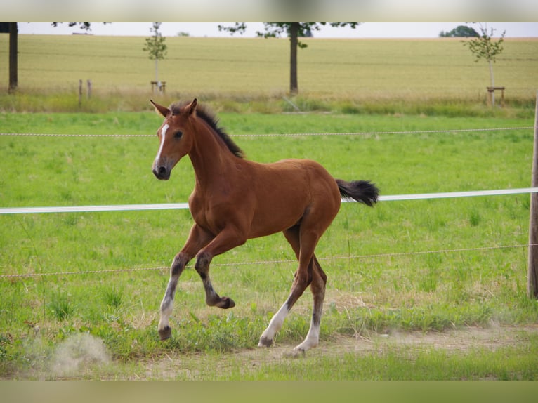 Oldenburg Mare  16,2 hh Brown in Rodenberg