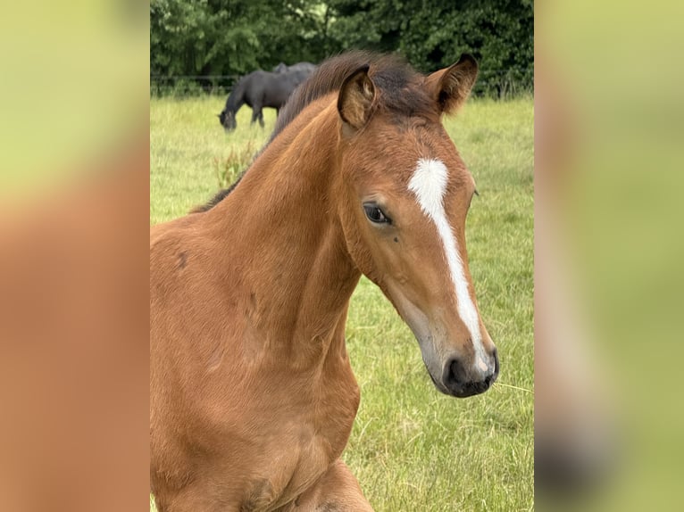 Oldenburg Mare  16,2 hh Brown in Rodenberg