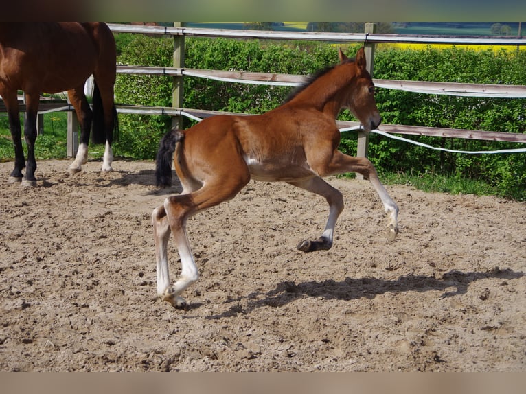 Oldenburg Mare  16,2 hh Brown in Rodenberg