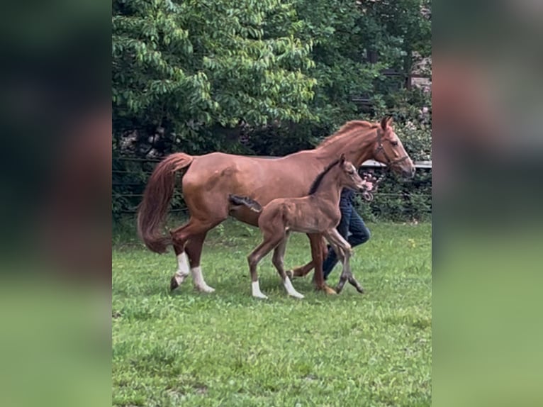 Oldenburg Mare  16,2 hh Brown in Werlte