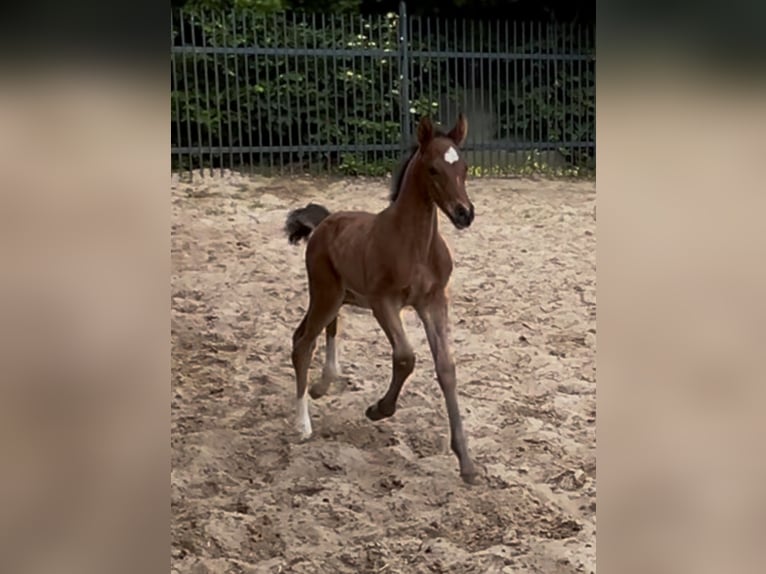 Oldenburg Mare  16,2 hh Brown in Werlte