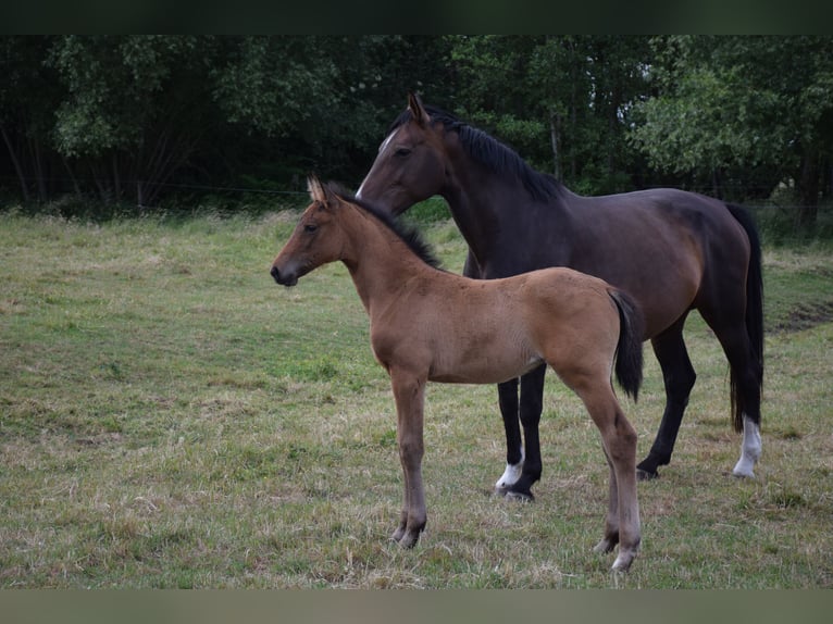 Oldenburg Mare  16,2 hh Brown in breendonk