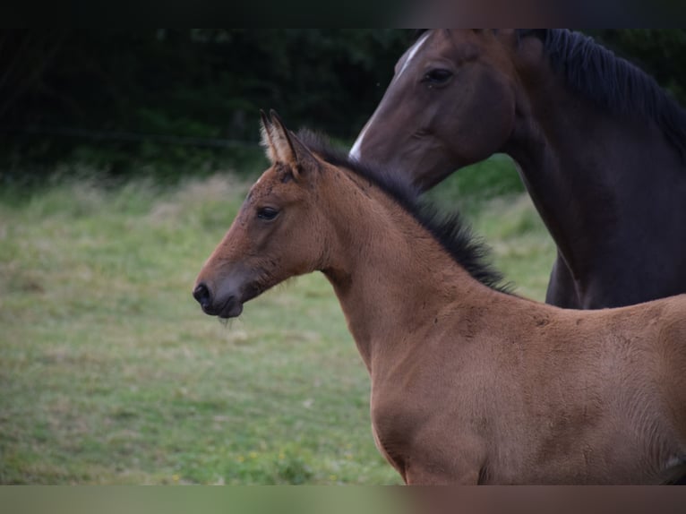 Oldenburg Mare  16,2 hh Brown in breendonk