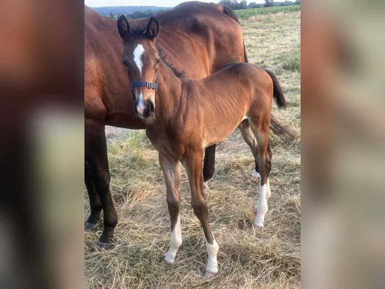 Oldenburg Mare  16,2 hh Brown in brockum