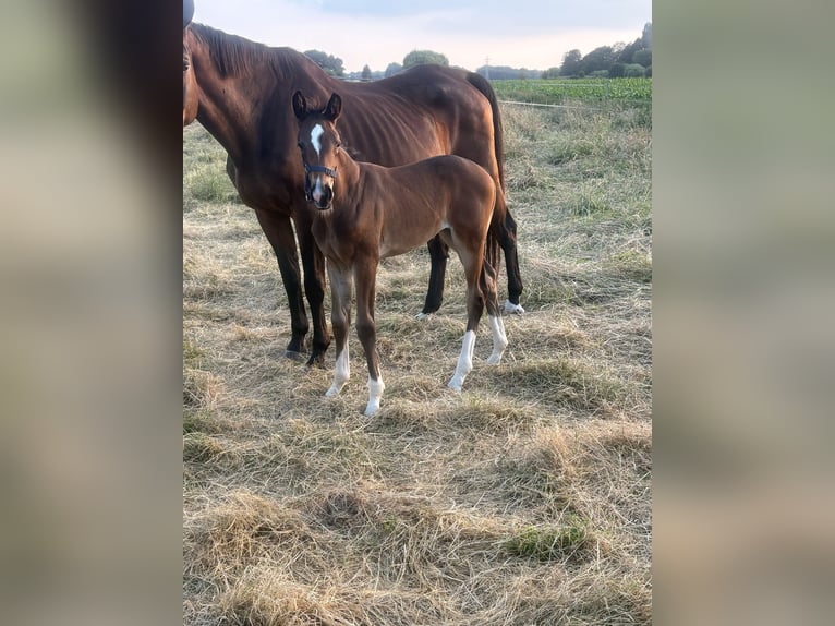 Oldenburg Mare  16,2 hh Brown in brockum