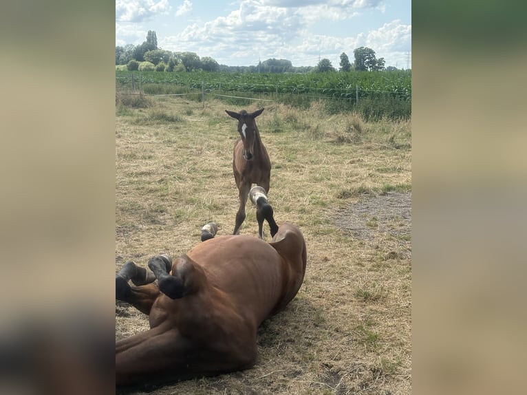 Oldenburg Mare  16,2 hh Brown in brockum