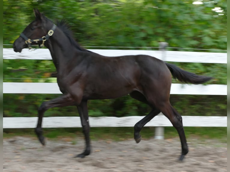 Oldenburg Mare Foal (03/2025) 16,2 hh Brown in Greifenstein
