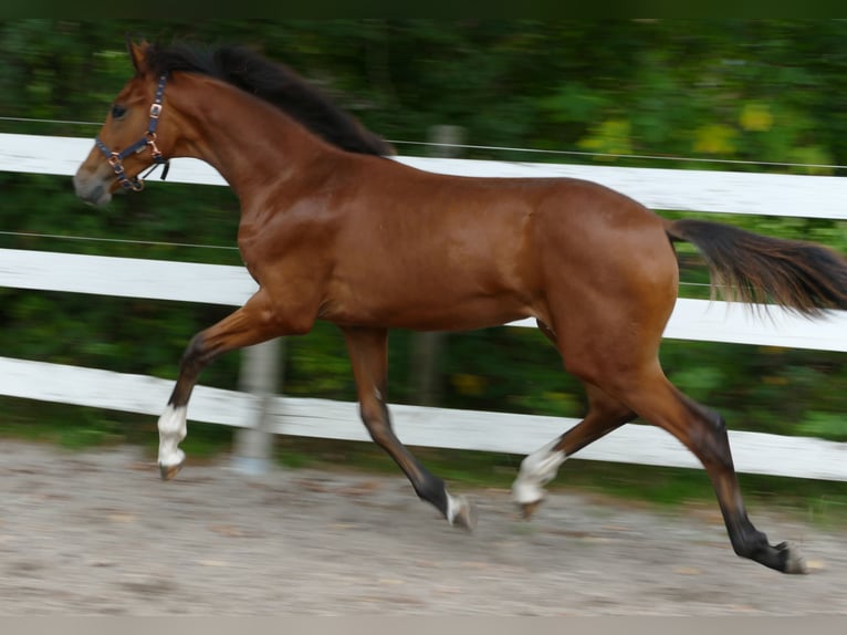 Oldenburg Mare Foal (03/2025) 16,2 hh Brown in Greifenstein