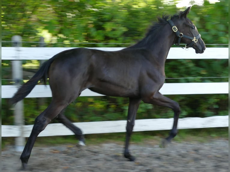 Oldenburg Mare Foal (03/2025) 16,2 hh Brown in Greifenstein