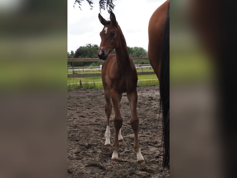 Oldenburg Mare Foal (06/2025) 16,2 hh Brown in Bramsche