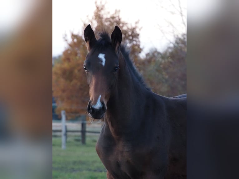 Oldenburg Mare Foal (06/2025) 16,2 hh Brown in Bramsche