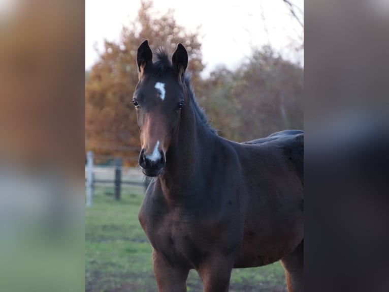 Oldenburg Mare Foal (06/2025) 16,2 hh Brown in Bramsche