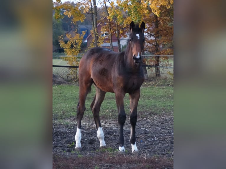 Oldenburg Mare Foal (06/2025) 16,2 hh Brown in Bramsche