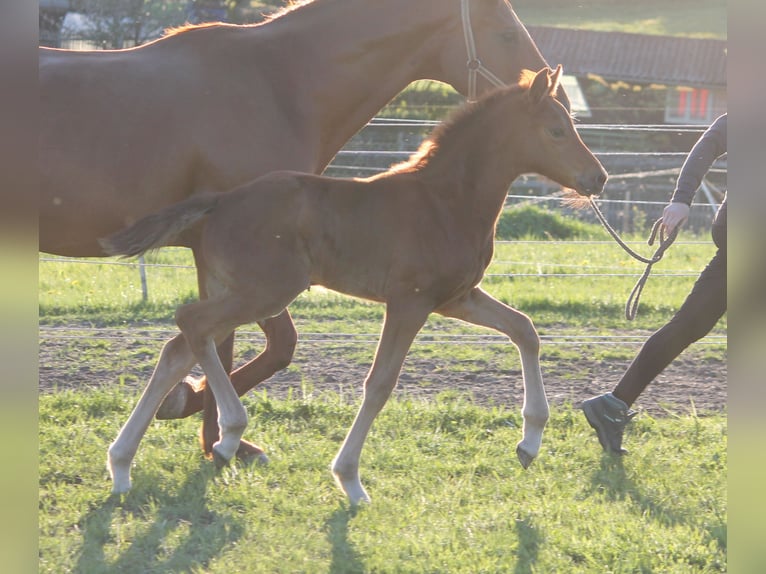Oldenburg Mare  16,2 hh Chestnut in Trockenborn