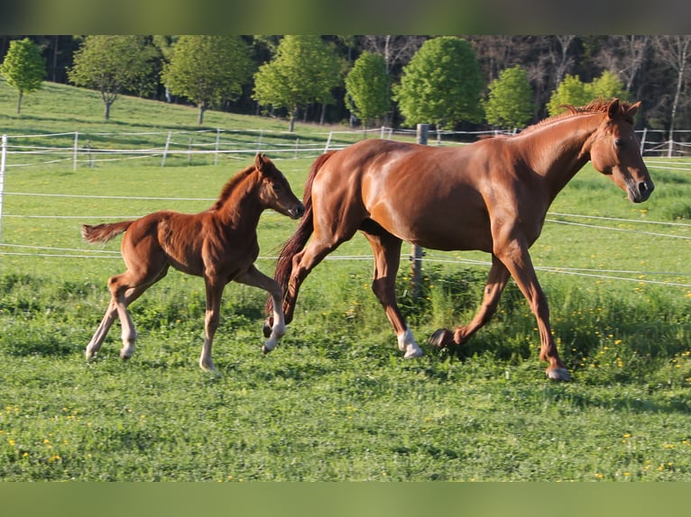 Oldenburg Mare  16,2 hh Chestnut in Trockenborn