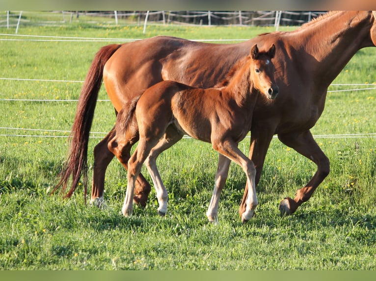 Oldenburg Mare  16,2 hh Chestnut in Trockenborn