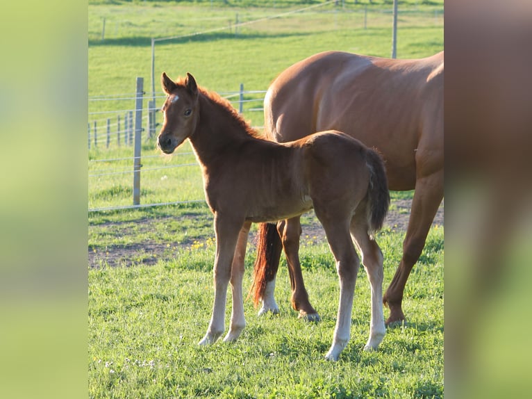 Oldenburg Mare  16,2 hh Chestnut in Trockenborn