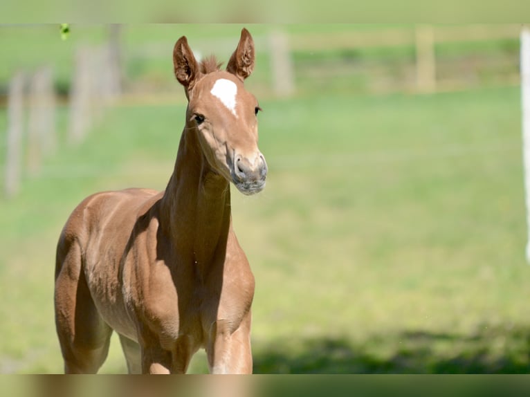 Oldenburg Mare  16,2 hh Chestnut-Red in Jever