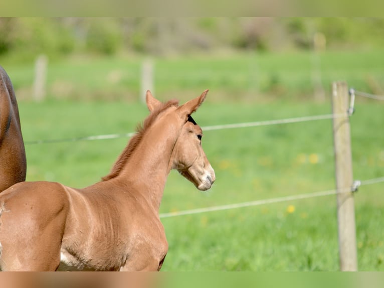 Oldenburg Mare  16,2 hh Chestnut-Red in Jever