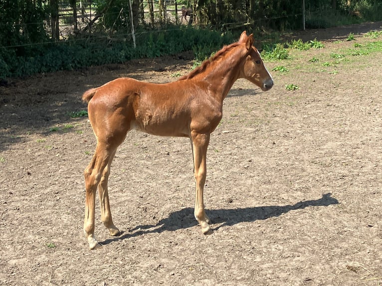 Oldenburg Mare  16,2 hh Chestnut-Red in Fehrbellin Protzen