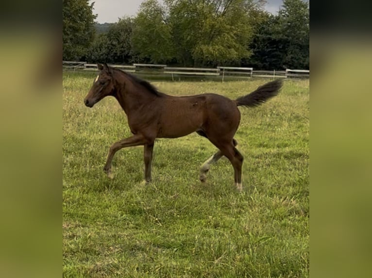 Oldenburg Mare Foal (05/2025) 16,2 hh in Lengerich