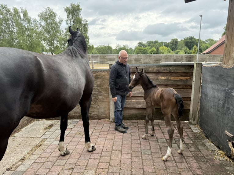 Oldenburg Mare  16,2 hh in Lengerich