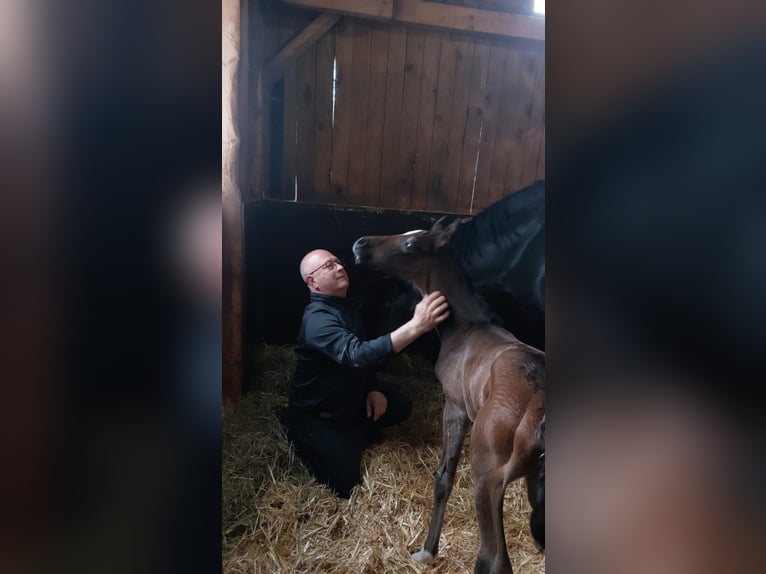 Oldenburg Mare  16,2 hh in Lengerich