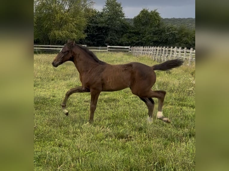 Oldenburg Mare Foal (05/2025) 16,2 hh in Lengerich