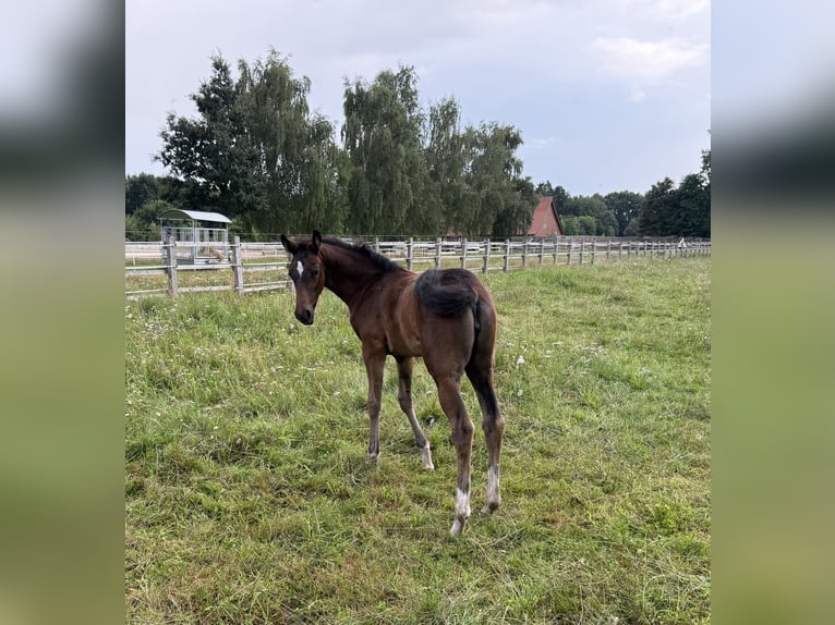 Oldenburg Mare Foal (05/2025) 16,2 hh in Lengerich