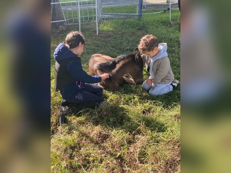 Oldenburg Mare  16,2 hh in Lengerich