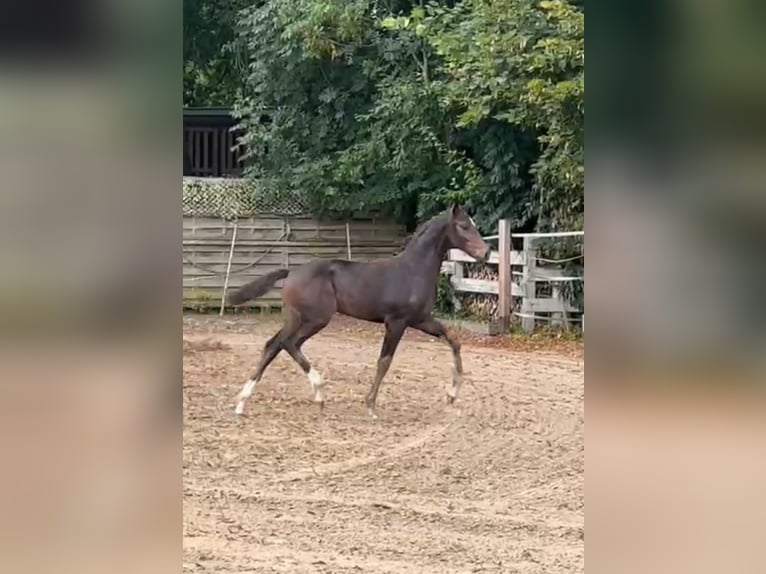 Oldenburg Mare Foal (05/2025) 16,2 hh in Lengerich