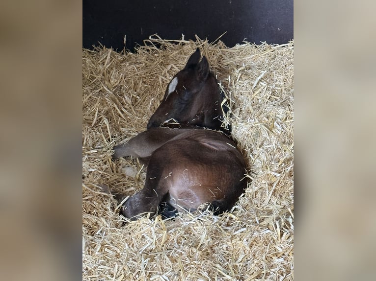 Oldenburg Mare Foal (05/2025) 16,2 hh in Lengerich