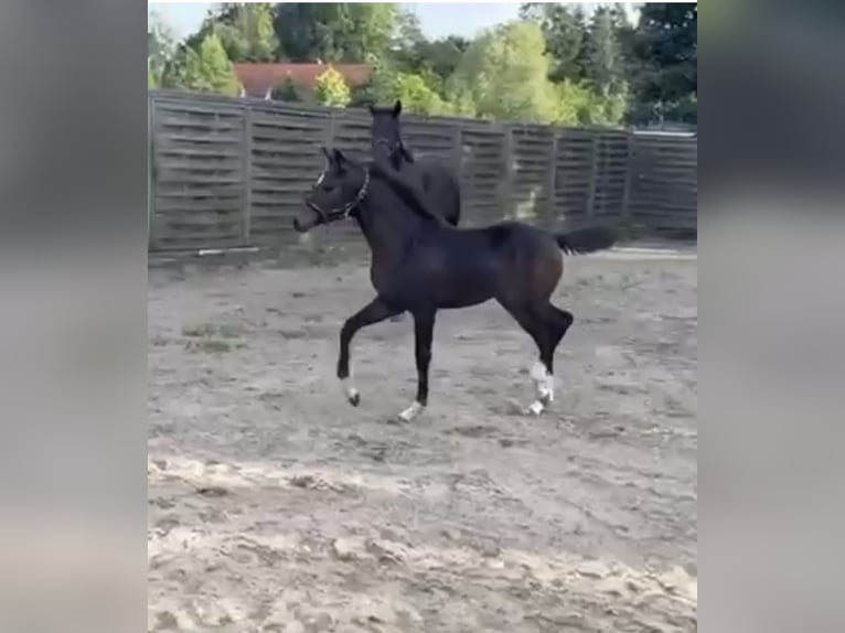 Oldenburg Mare Foal (05/2025) 16,2 hh in Lengerich