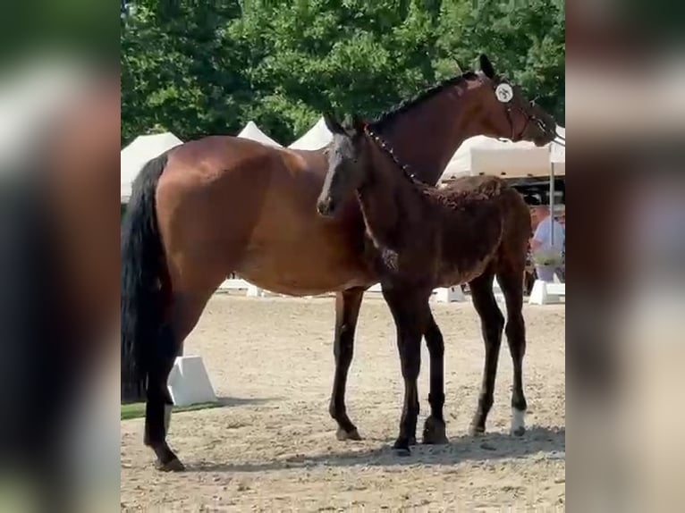 Oldenburg Mare Foal (04/2025) 16,2 hh Smoky-Black in Nordenham