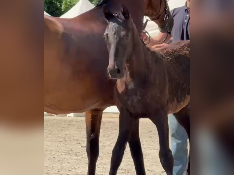 Oldenburg Mare Foal (04/2025) 16,2 hh Smoky-Black in Nordenham