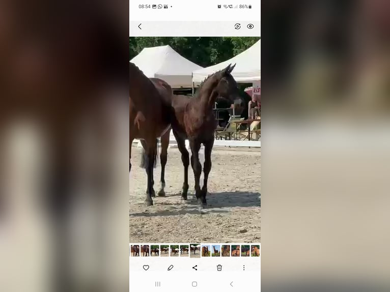 Oldenburg Mare Foal (04/2025) 16,2 hh Smoky-Black in Nordenham