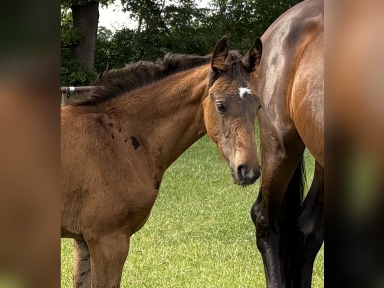 Oldenburg Mare  16,3 hh Bay-Dark in Barver