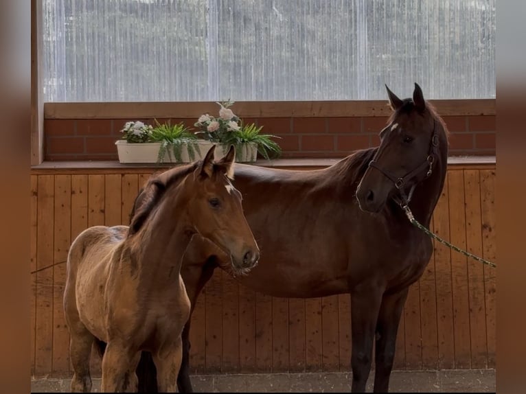 Oldenburg Mare  16,3 hh Bay-Dark in Barver