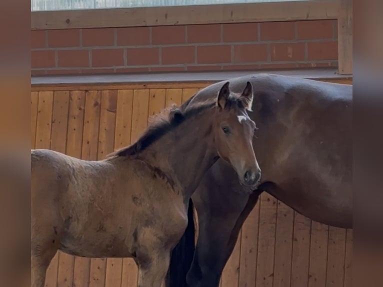 Oldenburg Mare  16,3 hh Bay-Dark in Barver