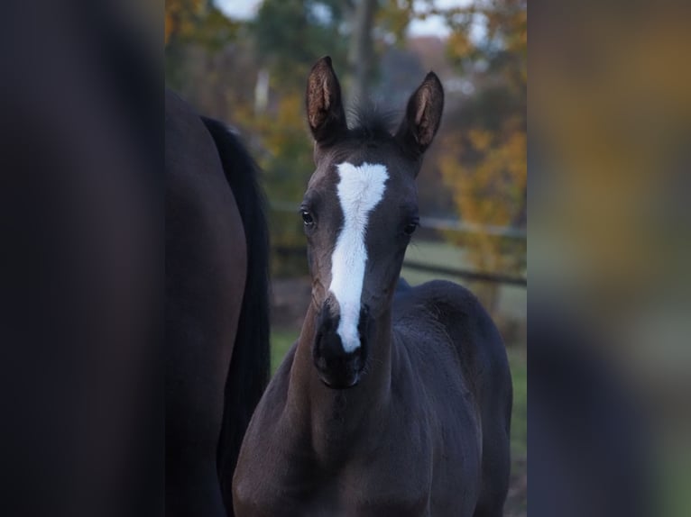 Oldenburg Mare Foal (08/2025) 16,3 hh Black in Bramsche