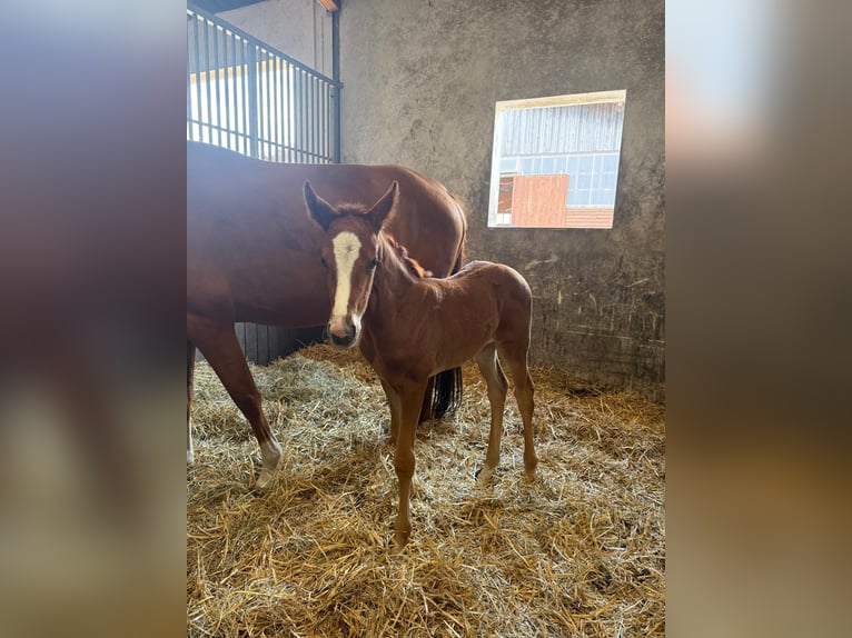 Oldenburg Mare  16,3 hh Brown in Berlin
