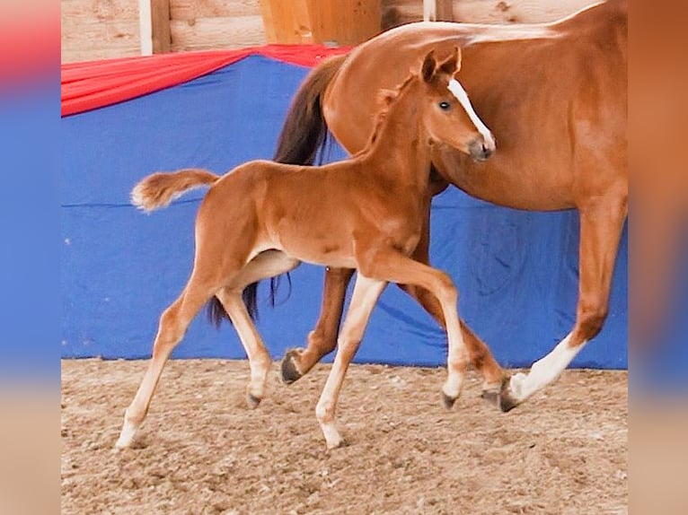 Oldenburg Mare Foal (05/2025) 16,3 hh Brown in Berlin