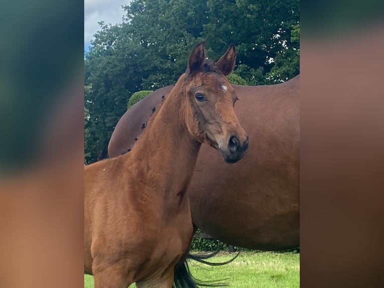 Oldenburg Mare  16,3 hh Brown in Ovelg&#xF6;nne
